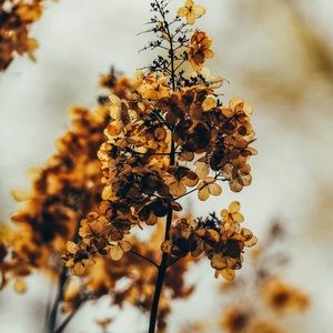 Meet your Posher, Daisy